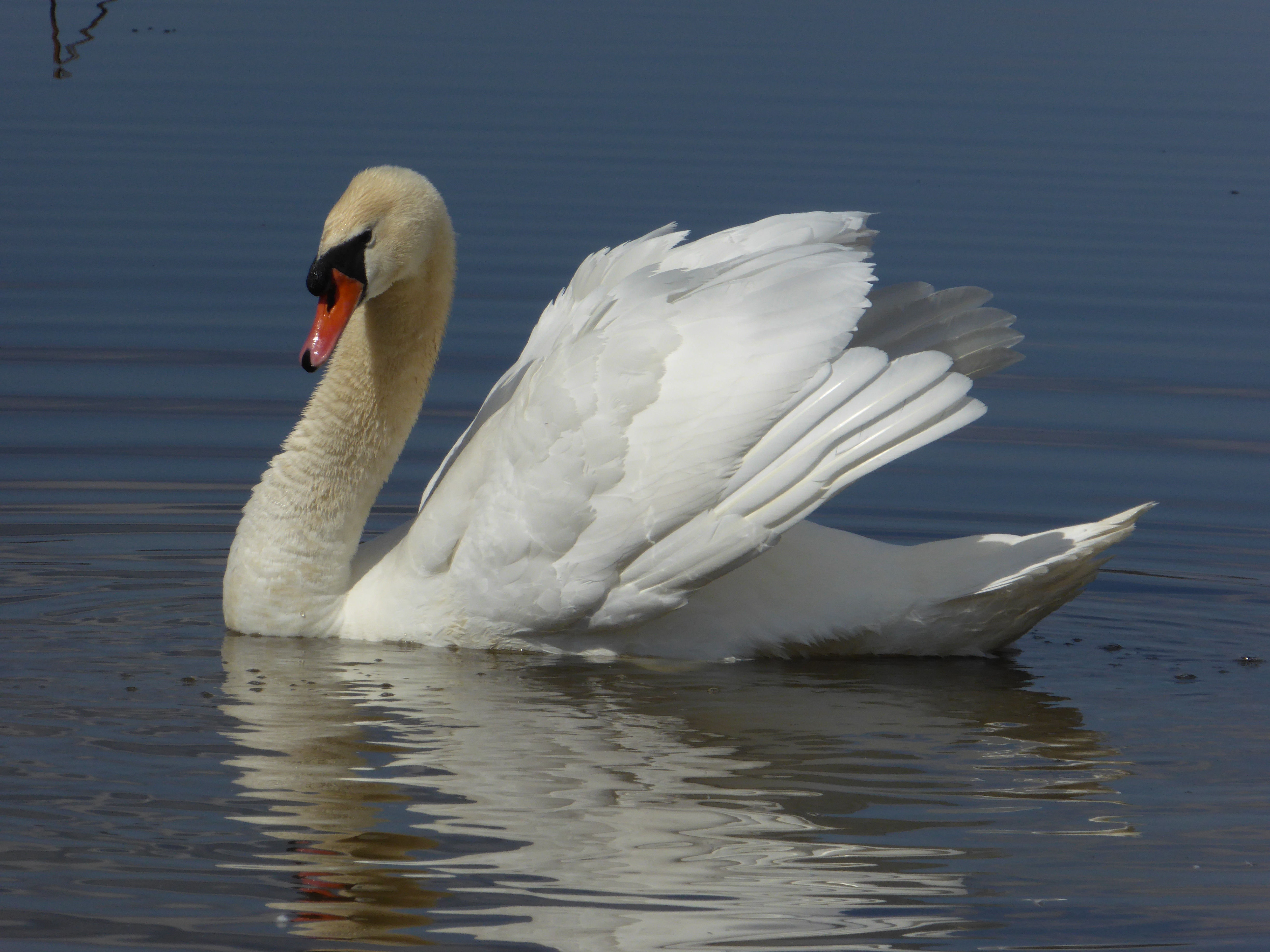 Der stolze Schwan